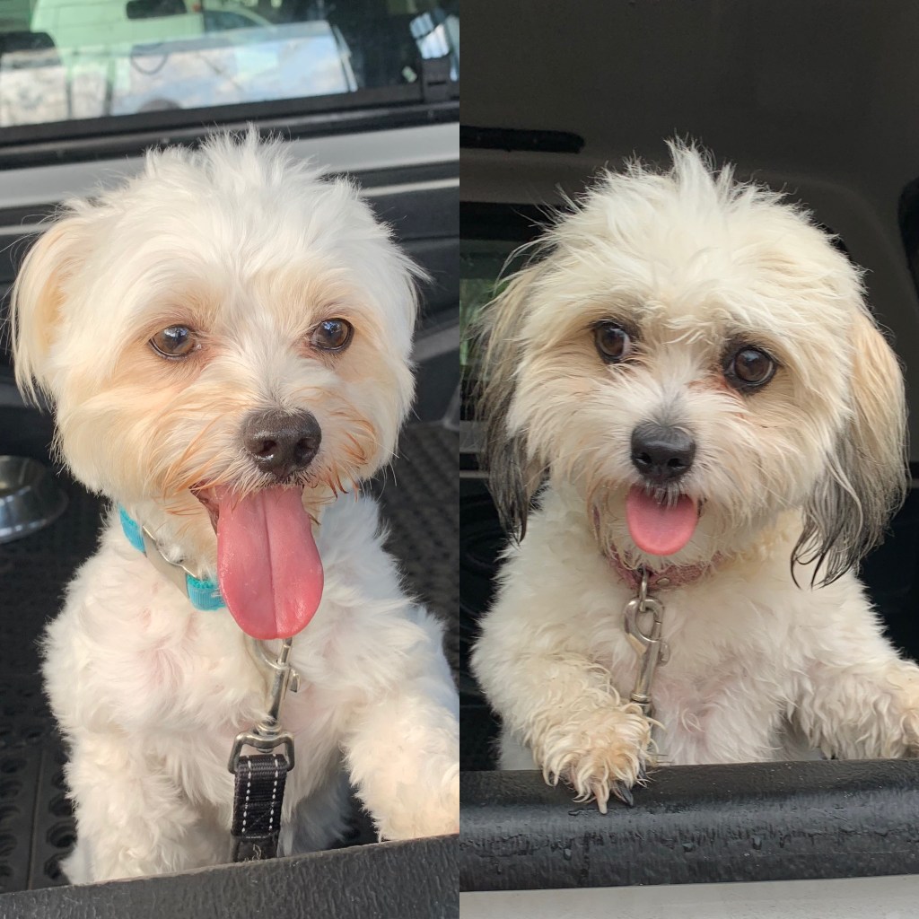 two fluffy white dogs