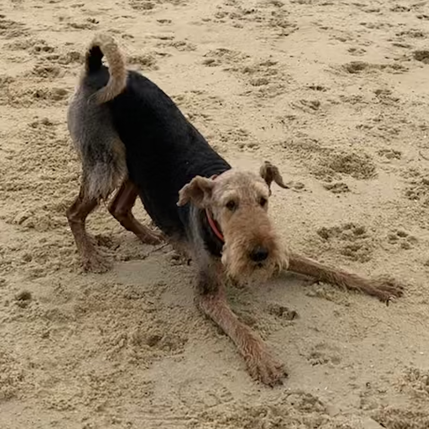Airedale Terrier playing on a walk 