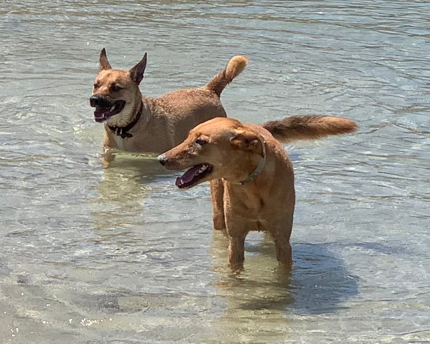 two dogs having a swim on their walk with Luke Dogwalker 