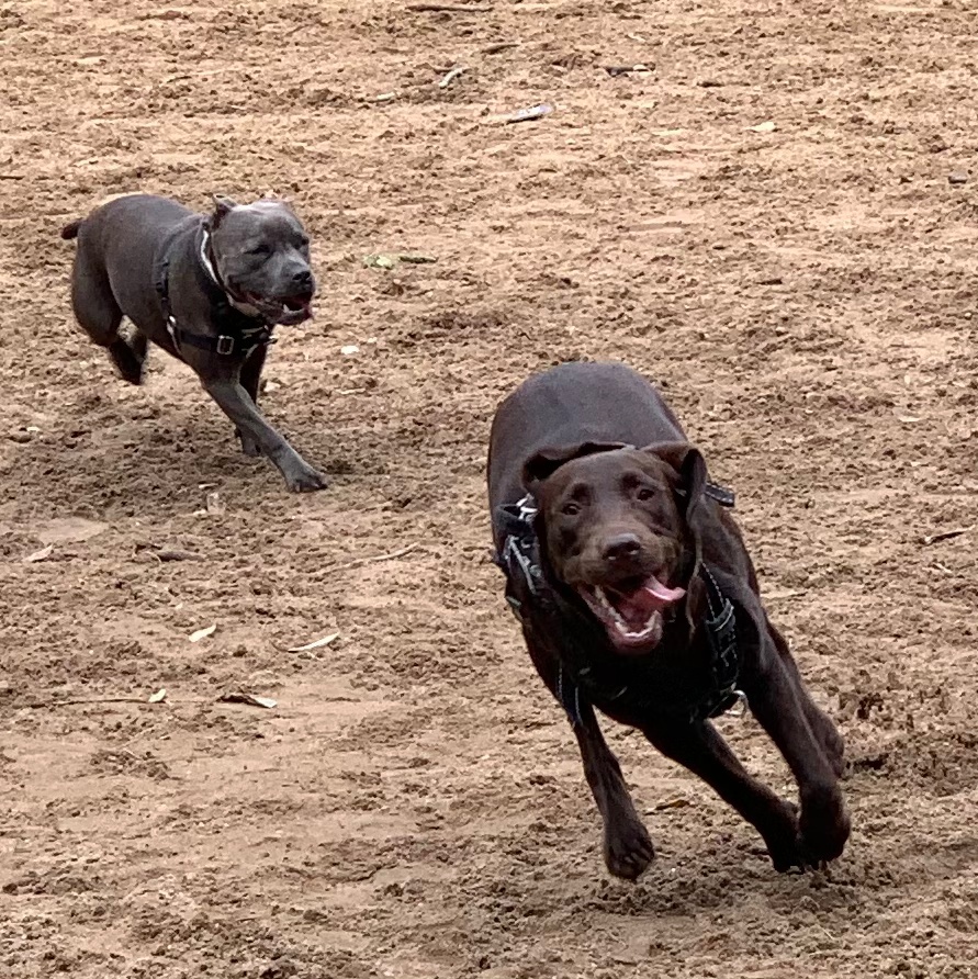 Labrador and Staffordshire terrier running 